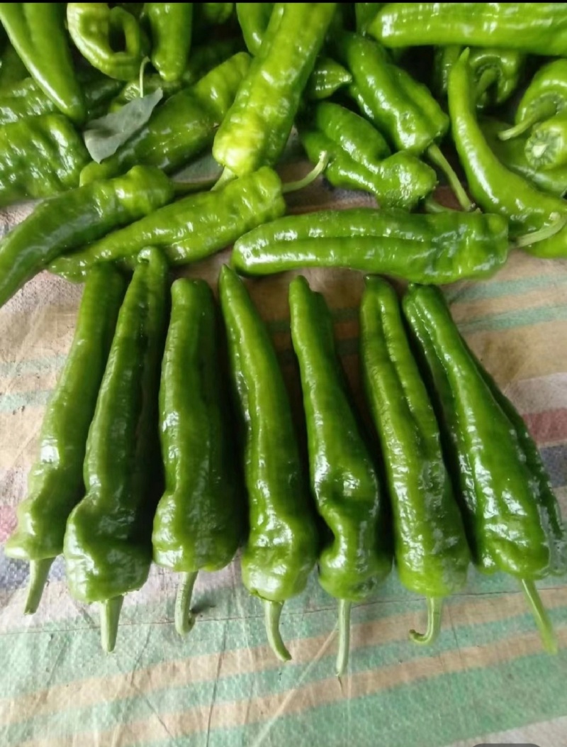 海南临高露天薄皮泡椒大量上市质量保障欢迎联系