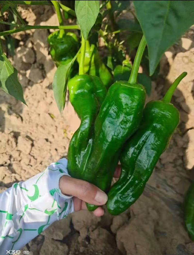海南临高露天薄皮泡椒大量上市质量保障欢迎联系