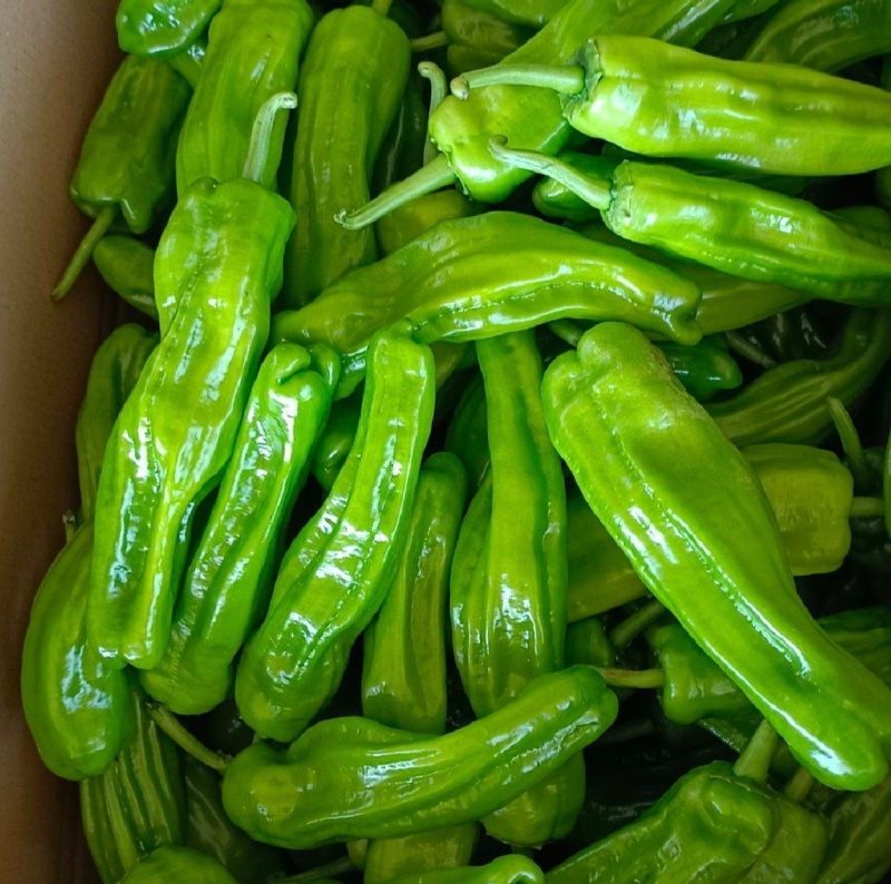 海南临高露天薄皮泡椒大量上市质量保障欢迎联系