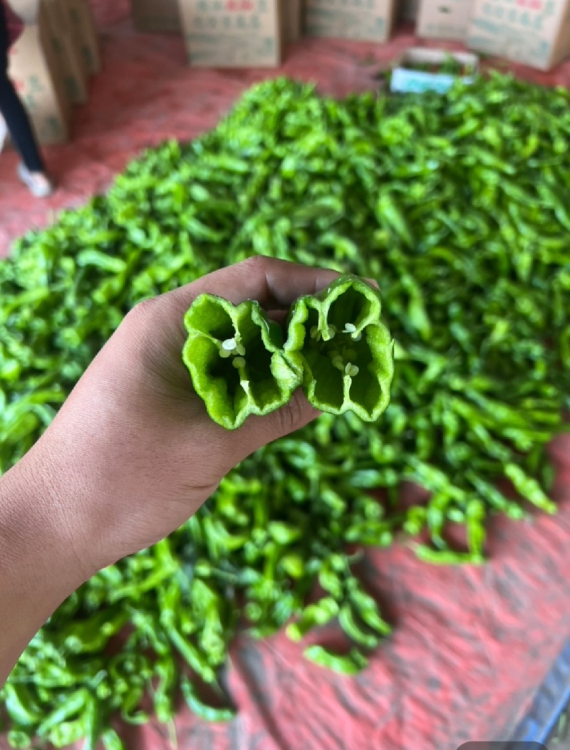 海南临高露天薄皮泡椒大量上市质量保障欢迎联系