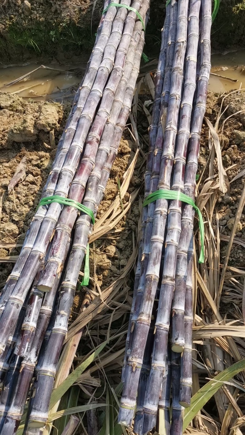 优质黑皮果蔗，皮薄脆甜爽口水分足，节巴均匀漂亮