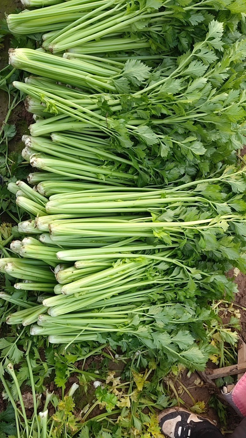 山西运城精品芹菜，产地直发，专业代办，支持视频看货