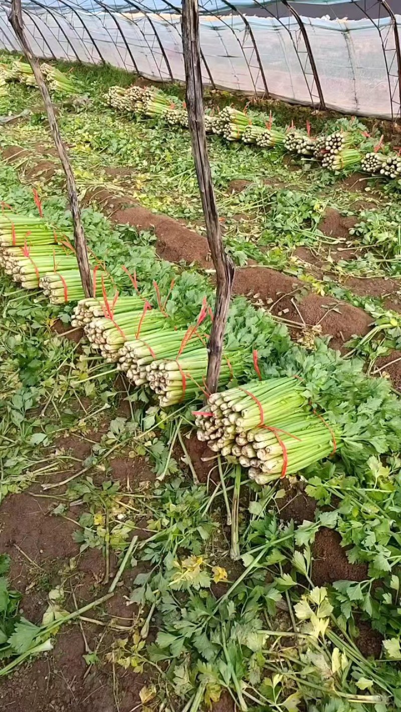 山西运城精品芹菜，产地直发，专业代办，支持视频看货