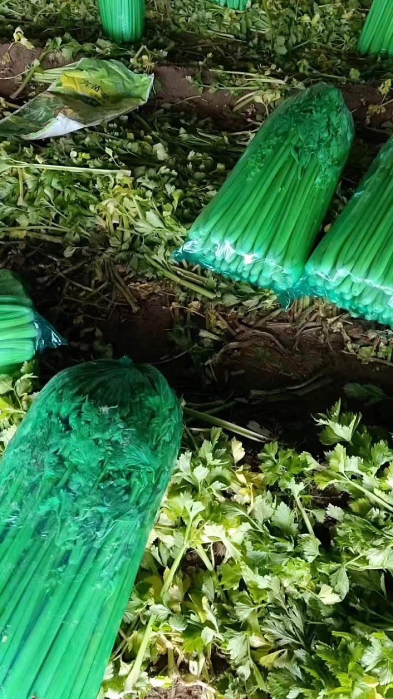 山西运城精品芹菜，产地直发，专业代办，支持视频看货