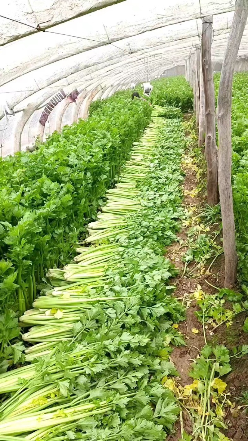山西运城精品芹菜，产地直发，专业代办，支持视频看货