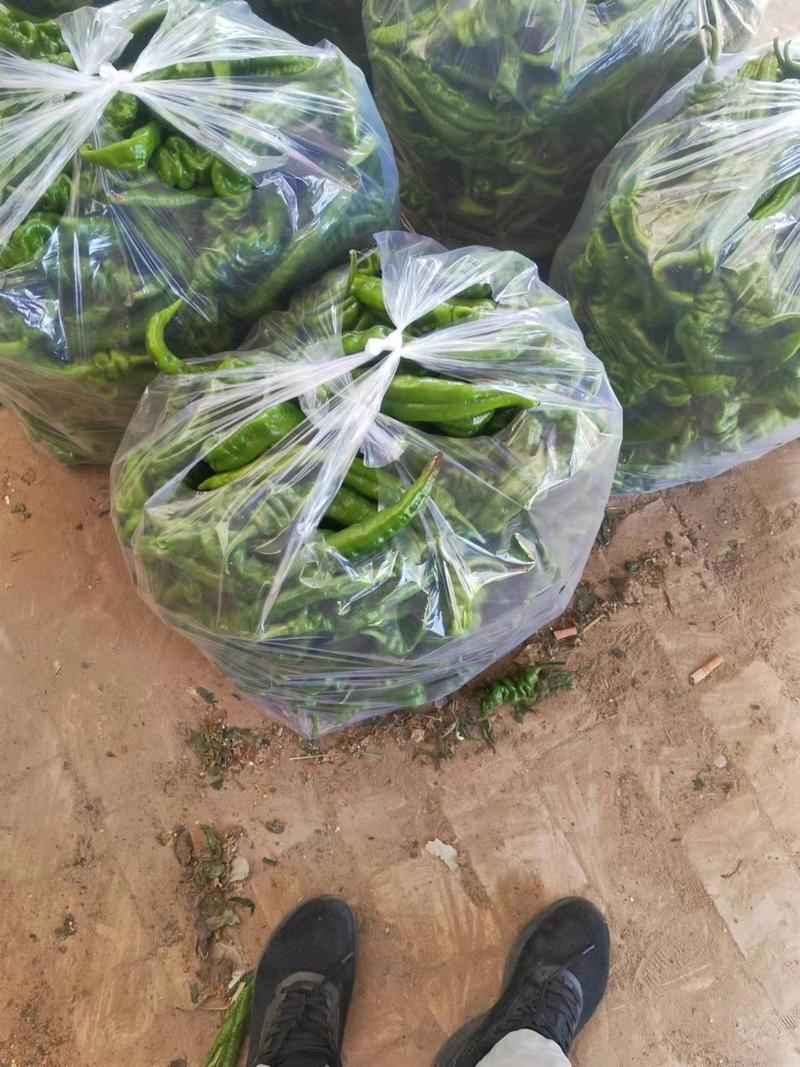 山西运城螺丝椒，百亩基地种植，支持视频看货，质量保证