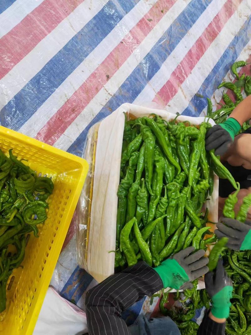 山西运城螺丝椒，百亩基地种植，支持视频看货，质量保证
