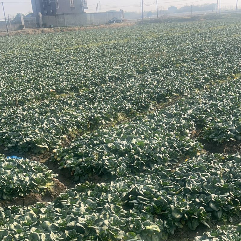 黑叶矮箕青，青菜产地直发、欢迎咨询品质保证大量上市