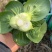 黑叶矮箕青，青菜产地直发、欢迎咨询品质保证大量上市