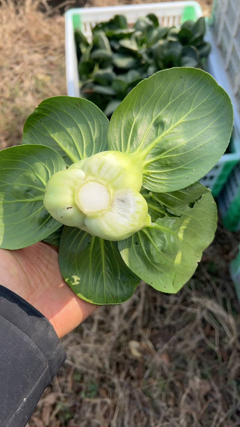 黑叶矮箕青，青菜产地直发、欢迎咨询品质保证大量上市
