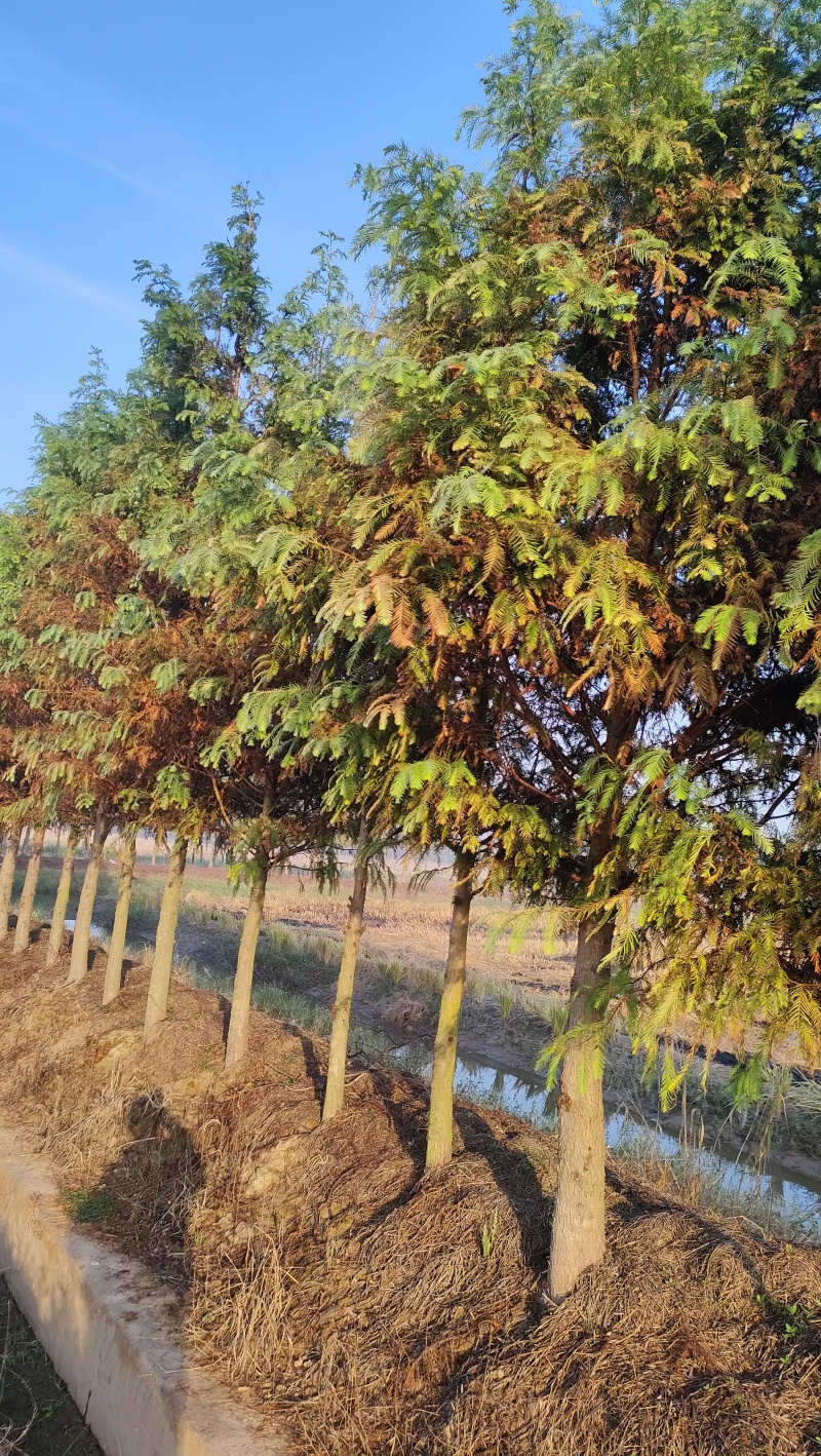 水杉，苗圃800亩，水杉树枝统一，冠幅饱满，土质纯黑土。