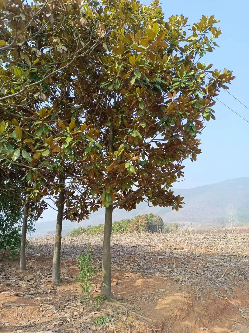 广玉兰，长期供应2一30公分广玉兰，分枝统一，树型优美。