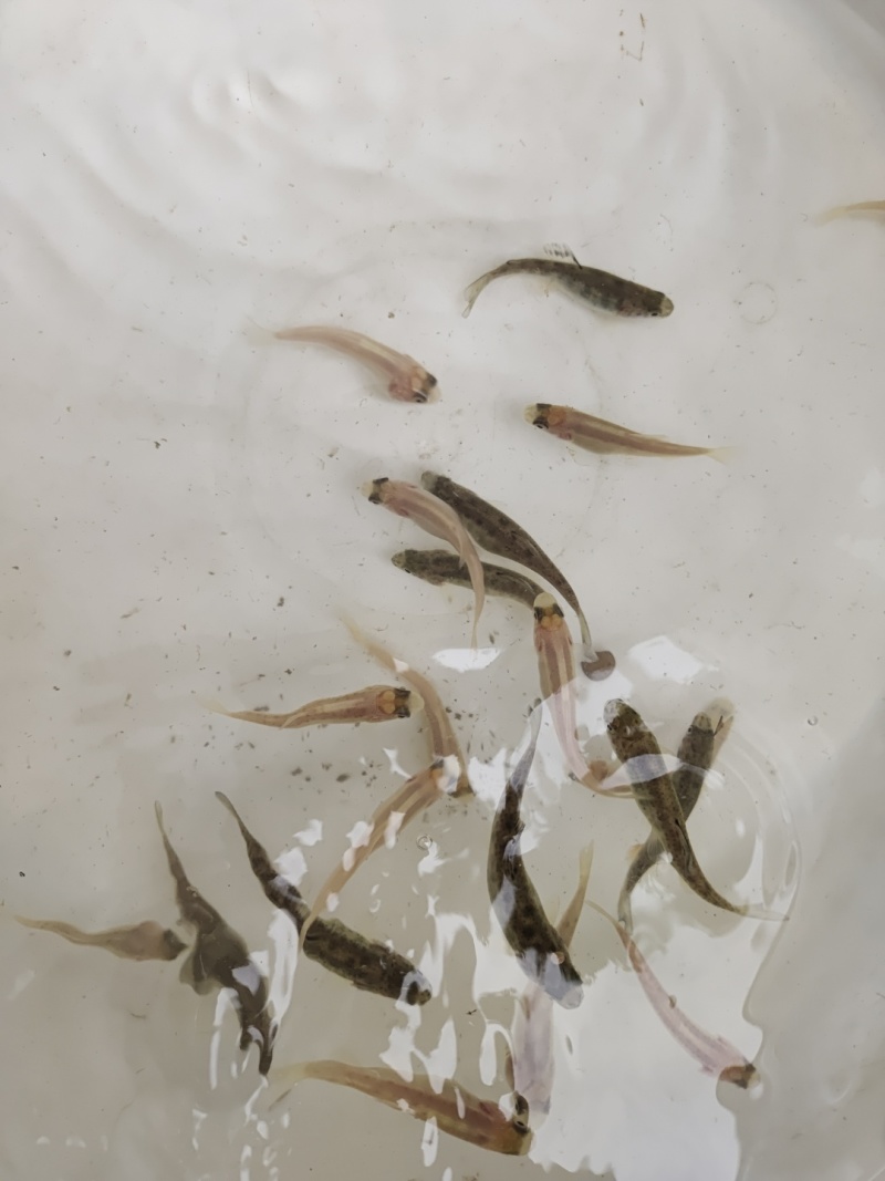 虹鳟鱼苗又名淡水三文鱼适应水温0-28度可观赏可食用