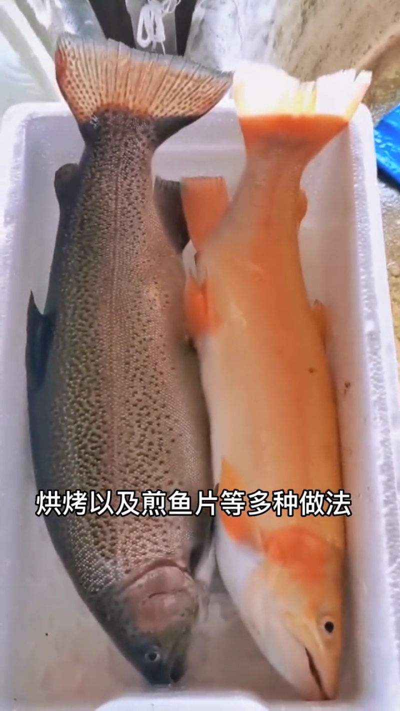 虹鳟鱼苗又名淡水三文鱼适应水温0-28度可观赏可食用