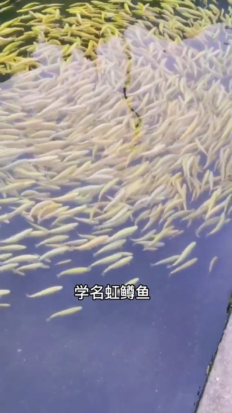 虹鳟鱼苗又名淡水三文鱼适应水温0-28度可观赏可食用
