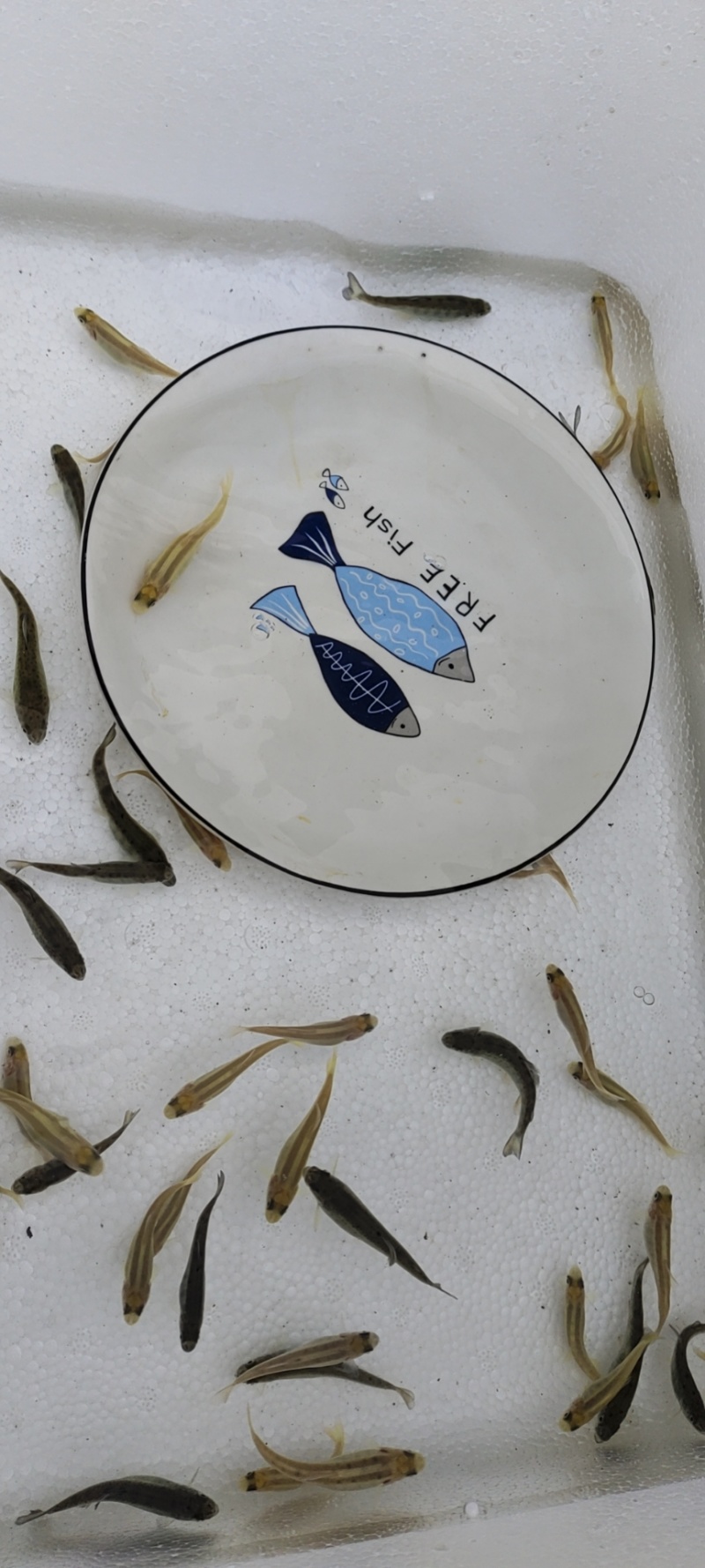 虹鳟鱼苗又名淡水三文鱼适应水温0-28度可观赏可食用