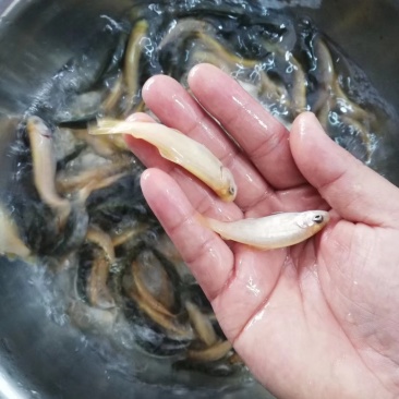 虹鳟鱼苗又名淡水三文鱼适应水温0-28度可观赏可食用