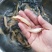 虹鳟鱼苗又名淡水三文鱼适应水温0-28度可观赏可食用