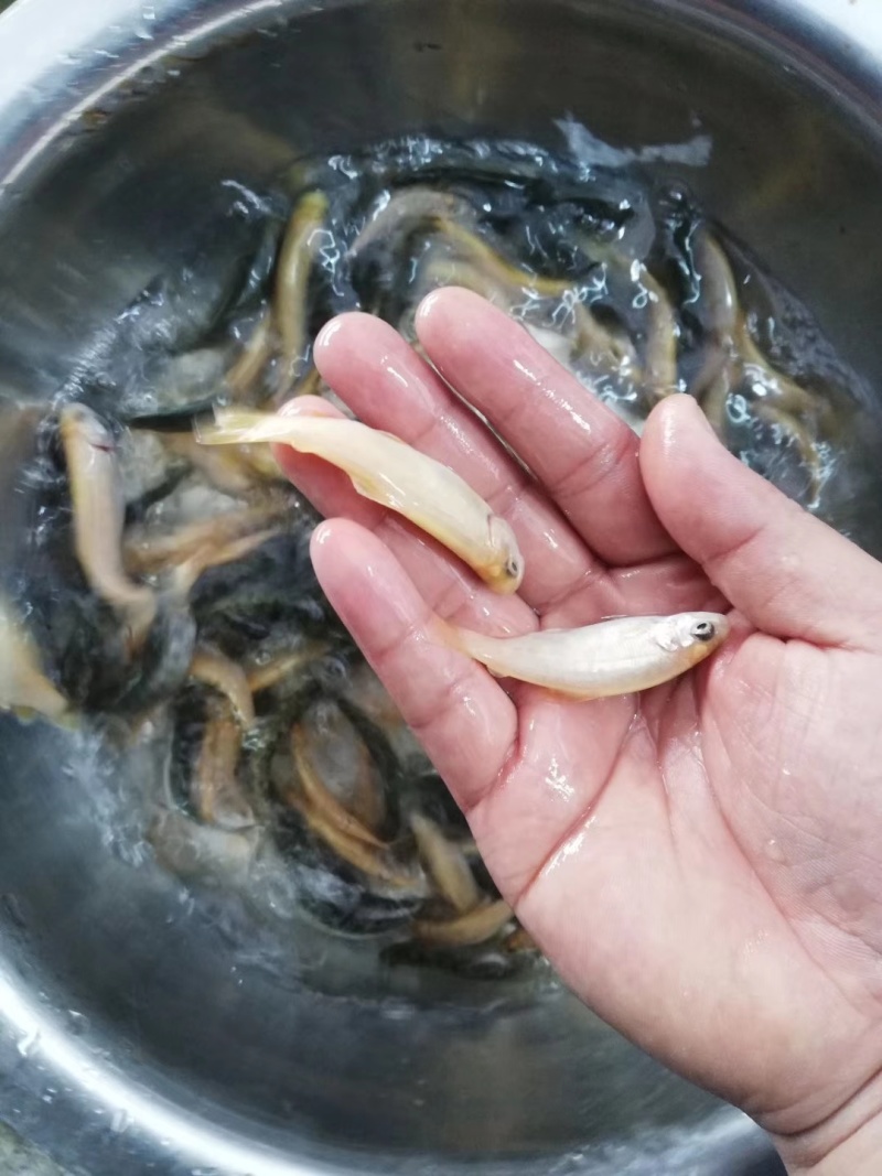 虹鳟鱼苗又名淡水三文鱼适应水温0-28度可观赏可食用