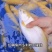 虹鳟鱼苗又名淡水三文鱼适应水温0-28度可观赏可食用