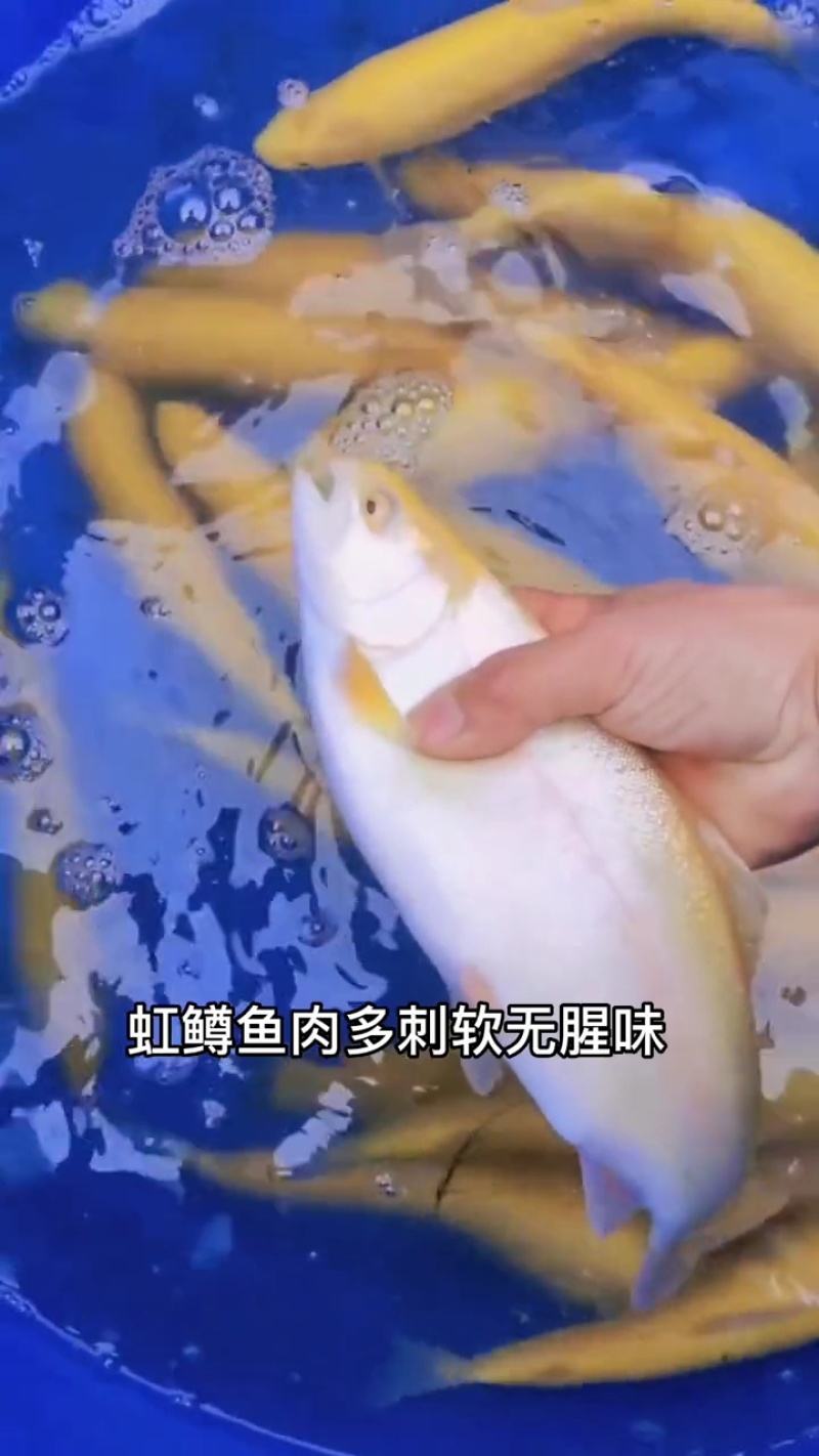 虹鳟鱼苗又名淡水三文鱼适应水温0-28度可观赏可食用