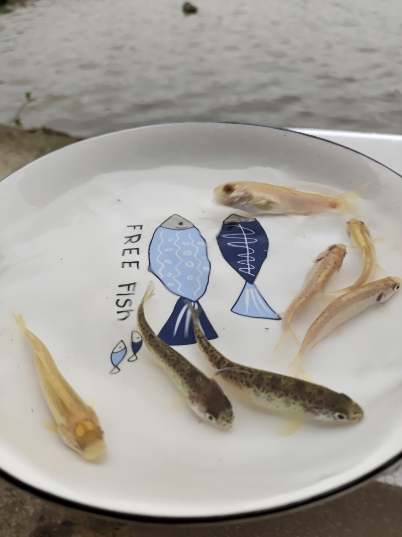 虹鳟鱼苗又名淡水三文鱼适应水温0-28度可观赏可食用