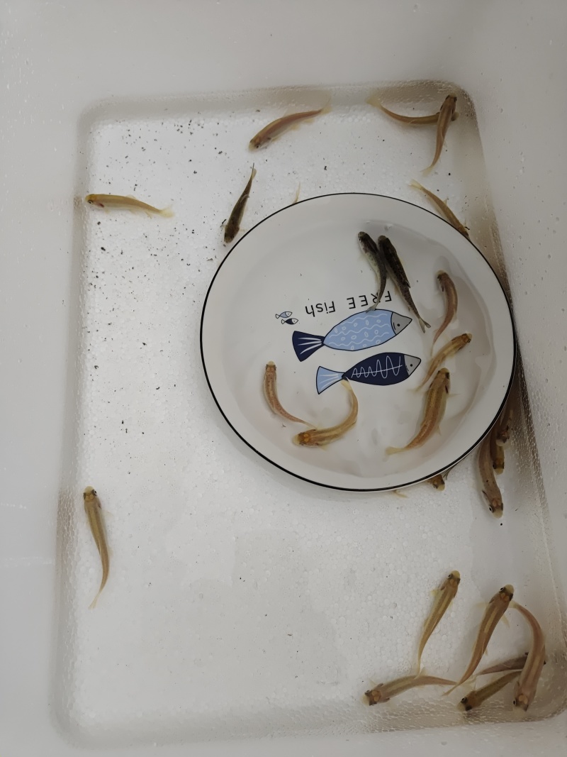 虹鳟鱼苗又名淡水三文鱼适应水温0-28度可观赏可食用