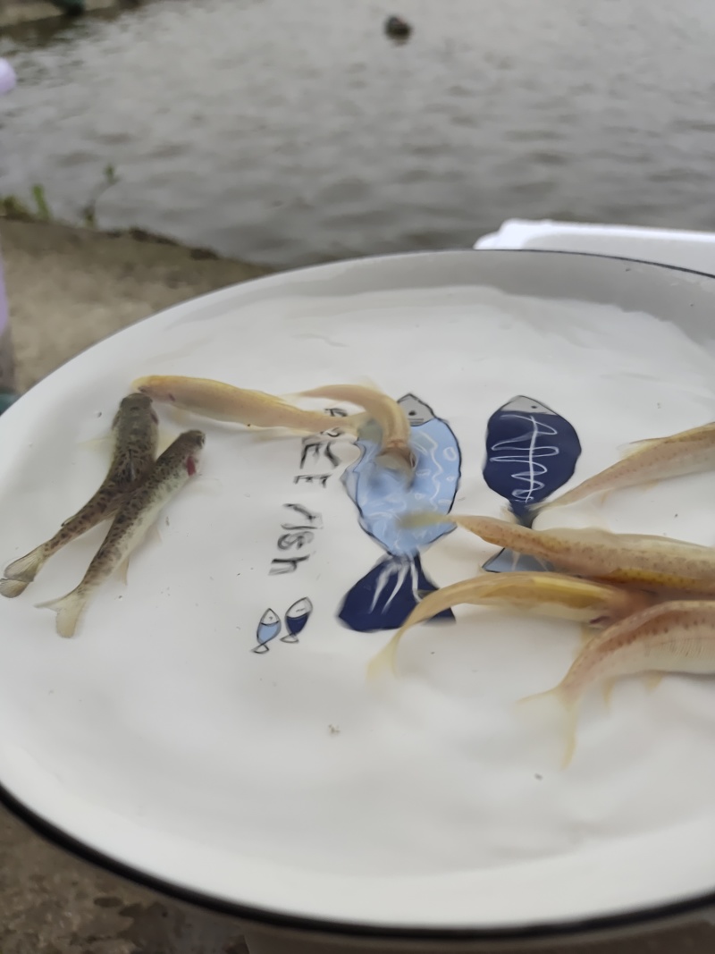 虹鳟鱼苗又名淡水三文鱼适应水温0-28度可观赏可食用