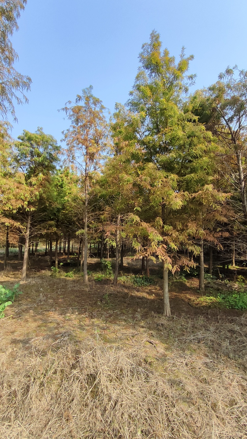 落羽杉，杆径6~8cm高度4~6cm冠3.5~4米