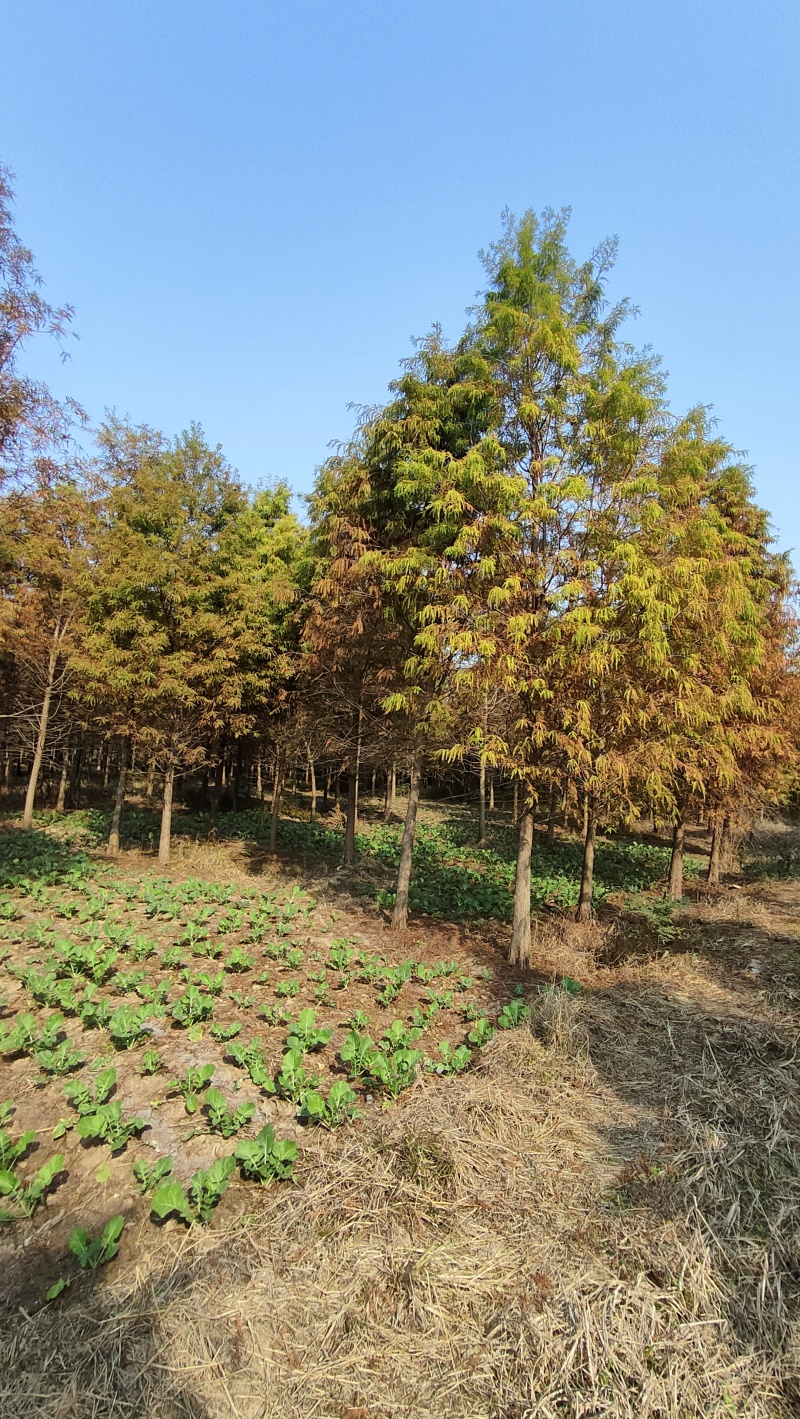 落羽杉，杆径6~8cm高度4~6cm冠3.5~4米