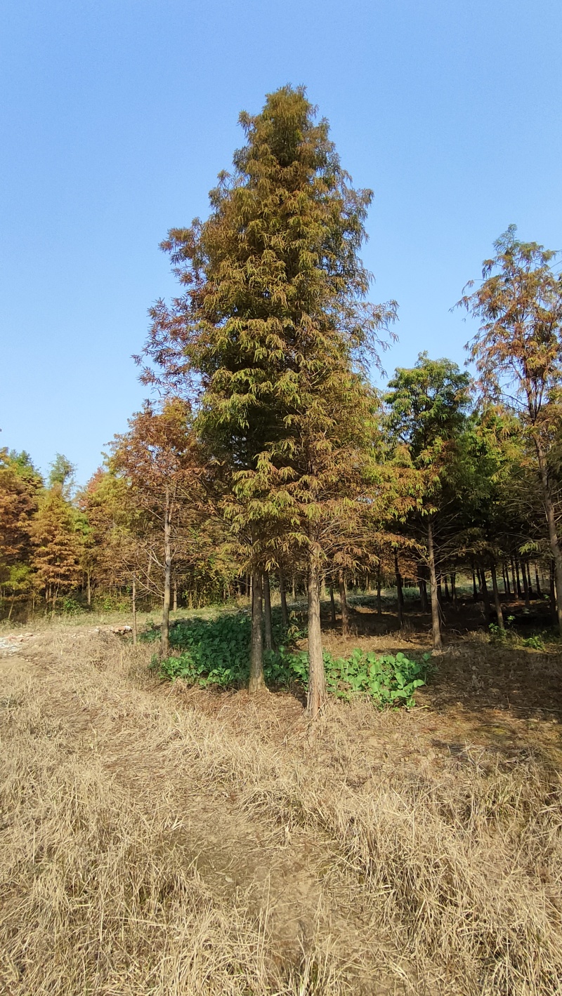 落羽杉，杆径6~8cm高度4~6cm冠3.5~4米