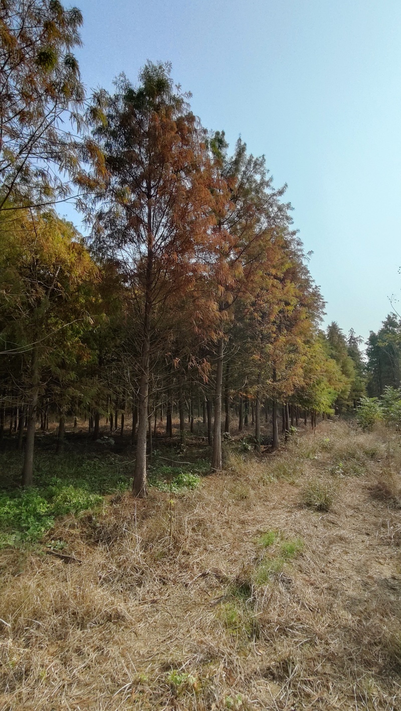 落羽杉，杆径6~8cm高度4~6cm冠3.5~4米