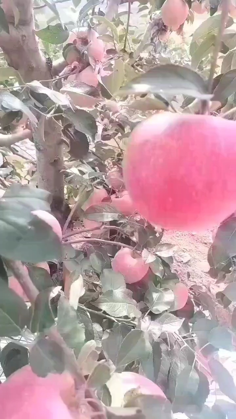高山红富士