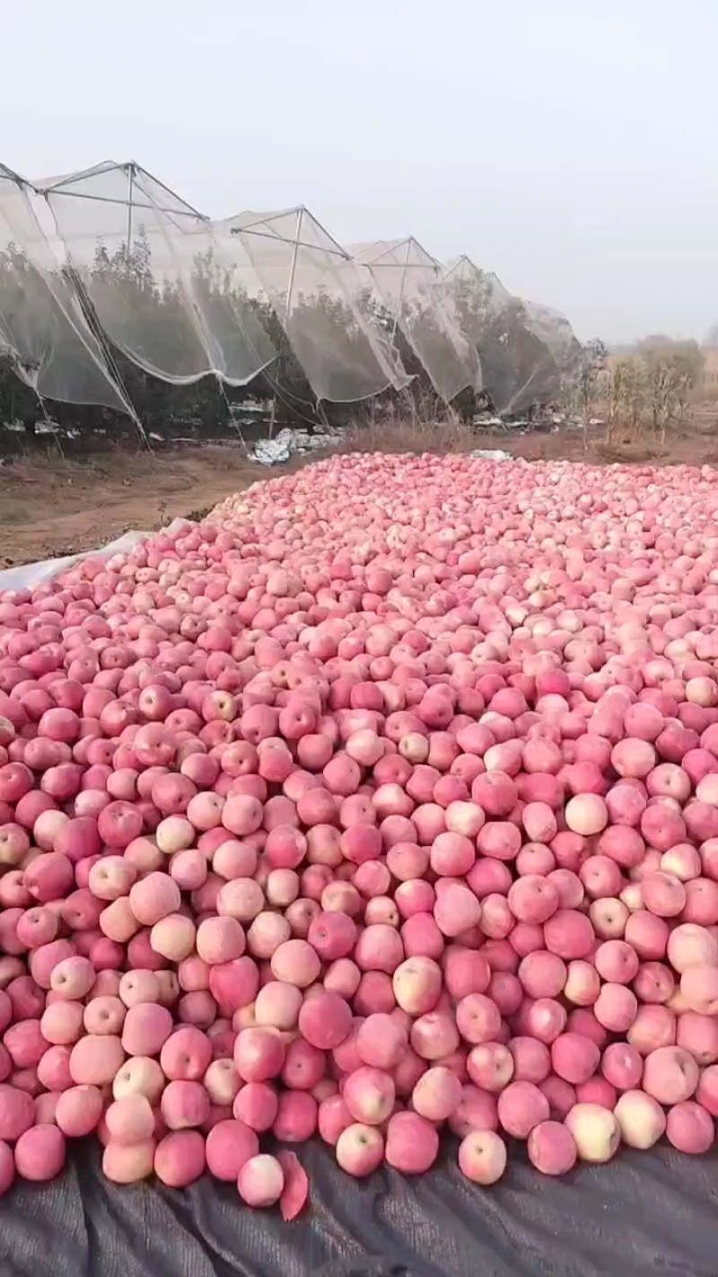 高山红富士