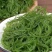 龙须菜凉菜火锅菜5斤/2斤/1斤山东特产凉拌菜头发菜海发