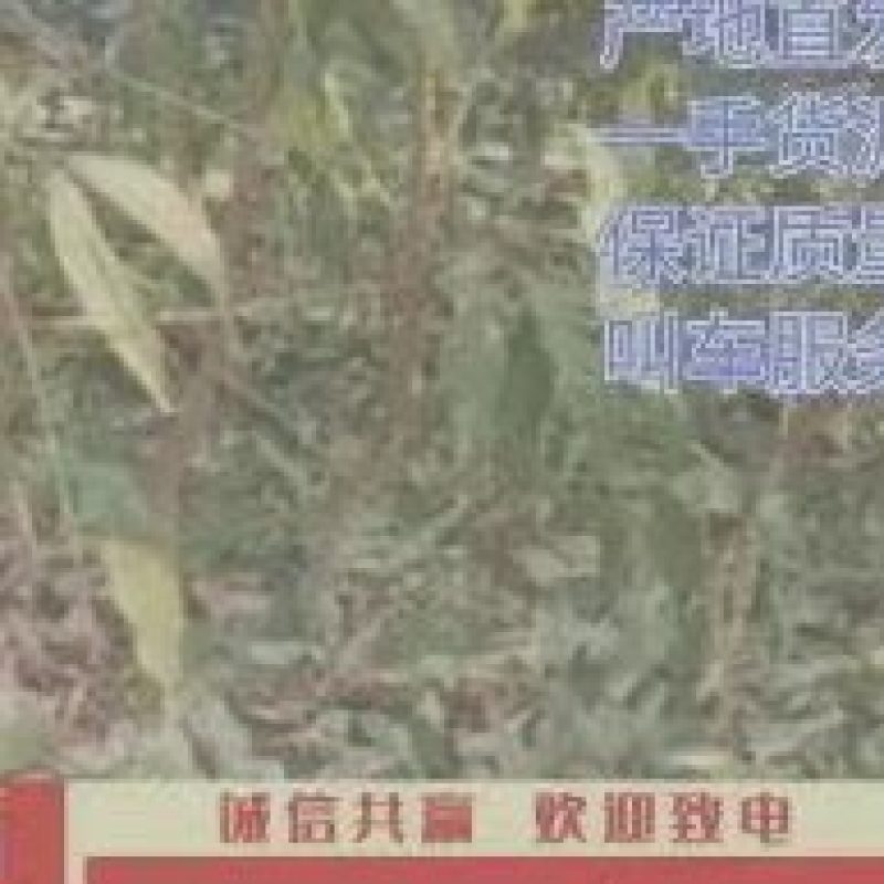 桃树苗油蟠桃树苗一手货源价格实惠品种有保证