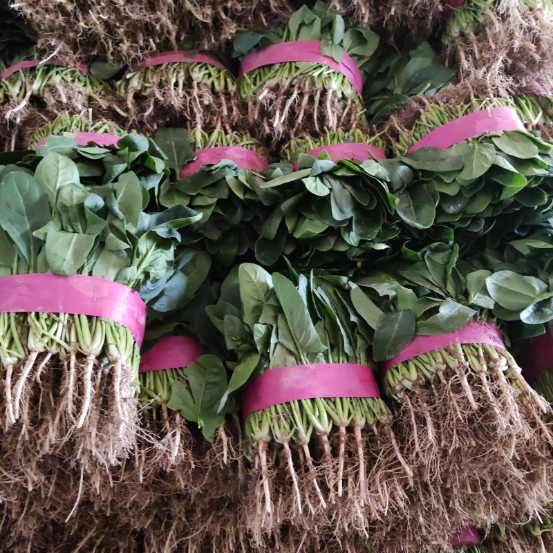 精品菠菜，欢迎全国各地新老客户前来选购。