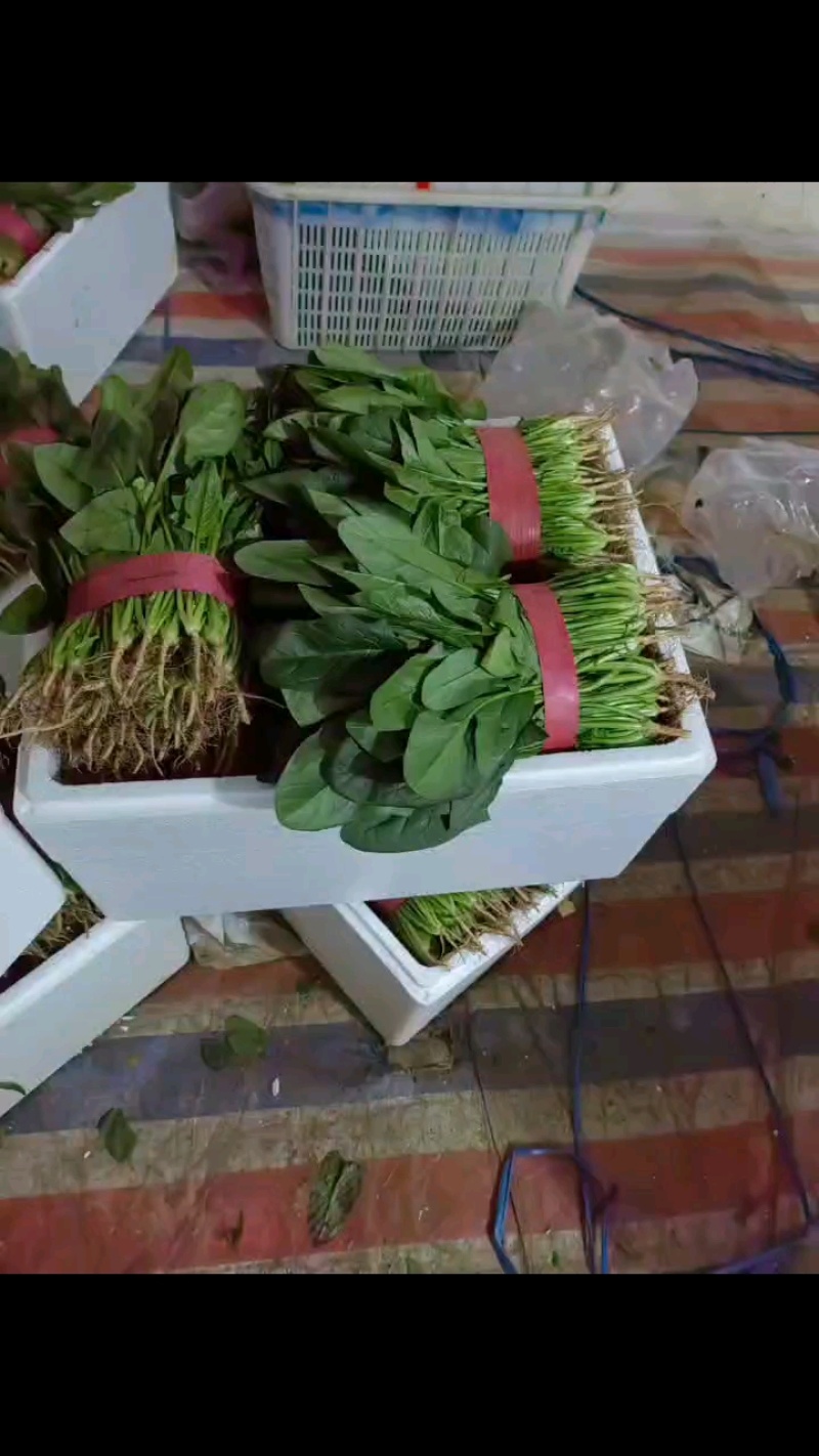 精品菠菜，欢迎全国各地新老客户前来选购。