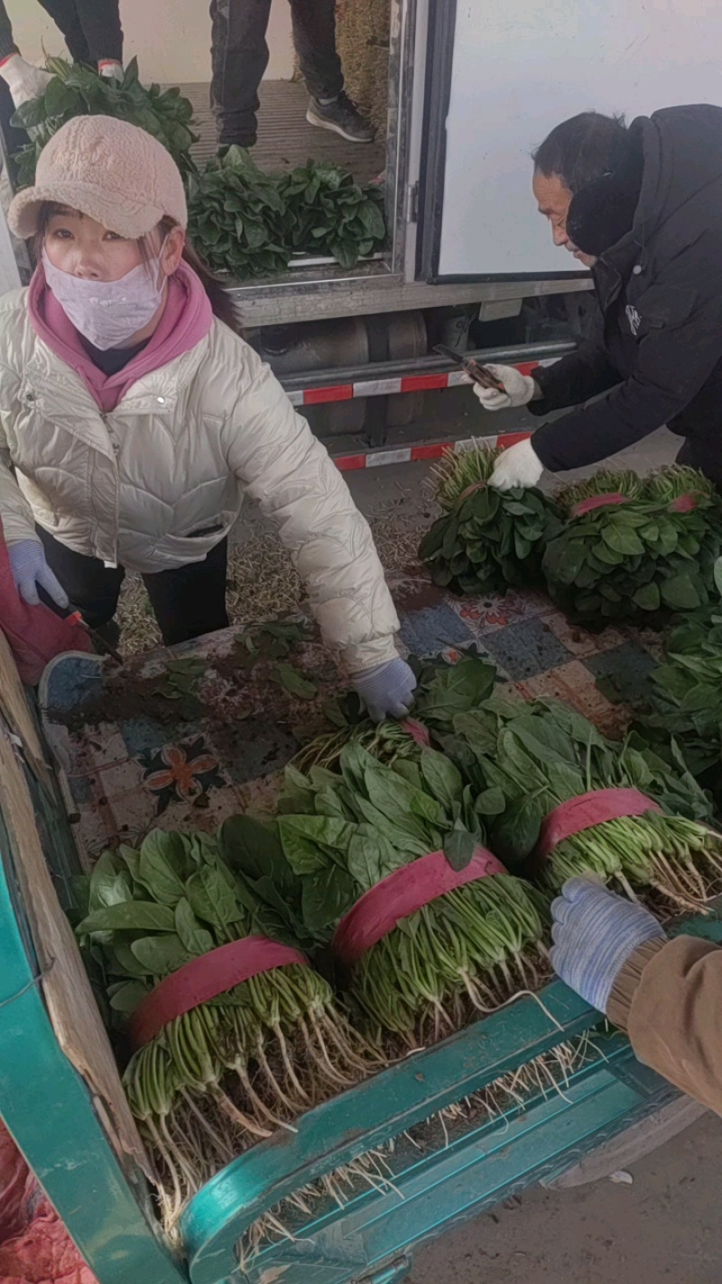 精品菠菜，欢迎全国各地新老客户前来选购。