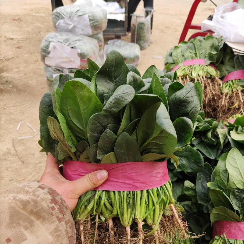 精品菠菜，欢迎全国各地新老客户前来选购。