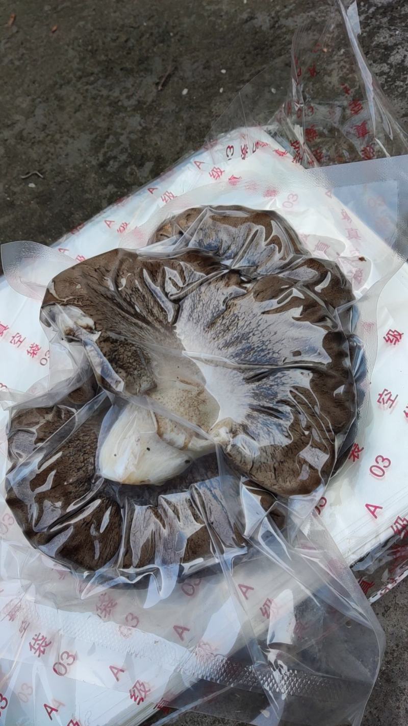 四季供应灵芝菇，灵芝仙菇，提前预定