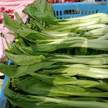 连州菜心