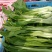 连州菜心