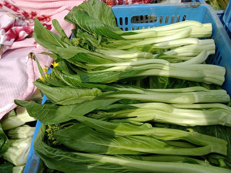 连州菜心