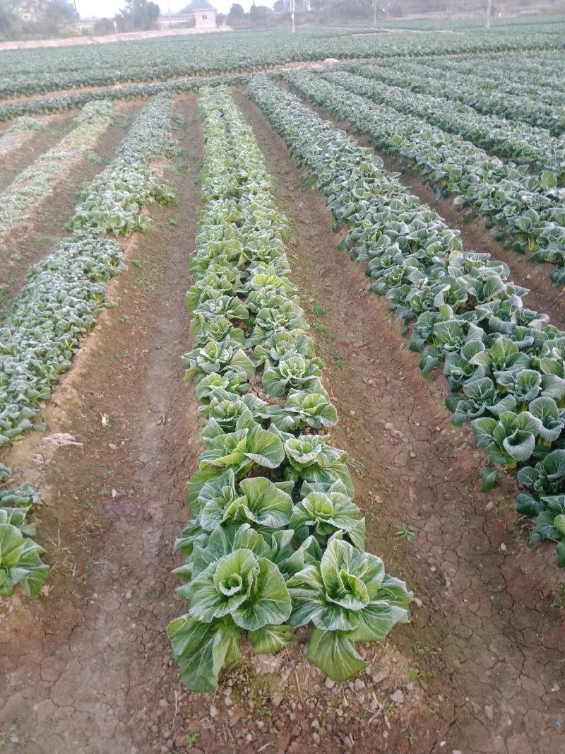 连州菜心