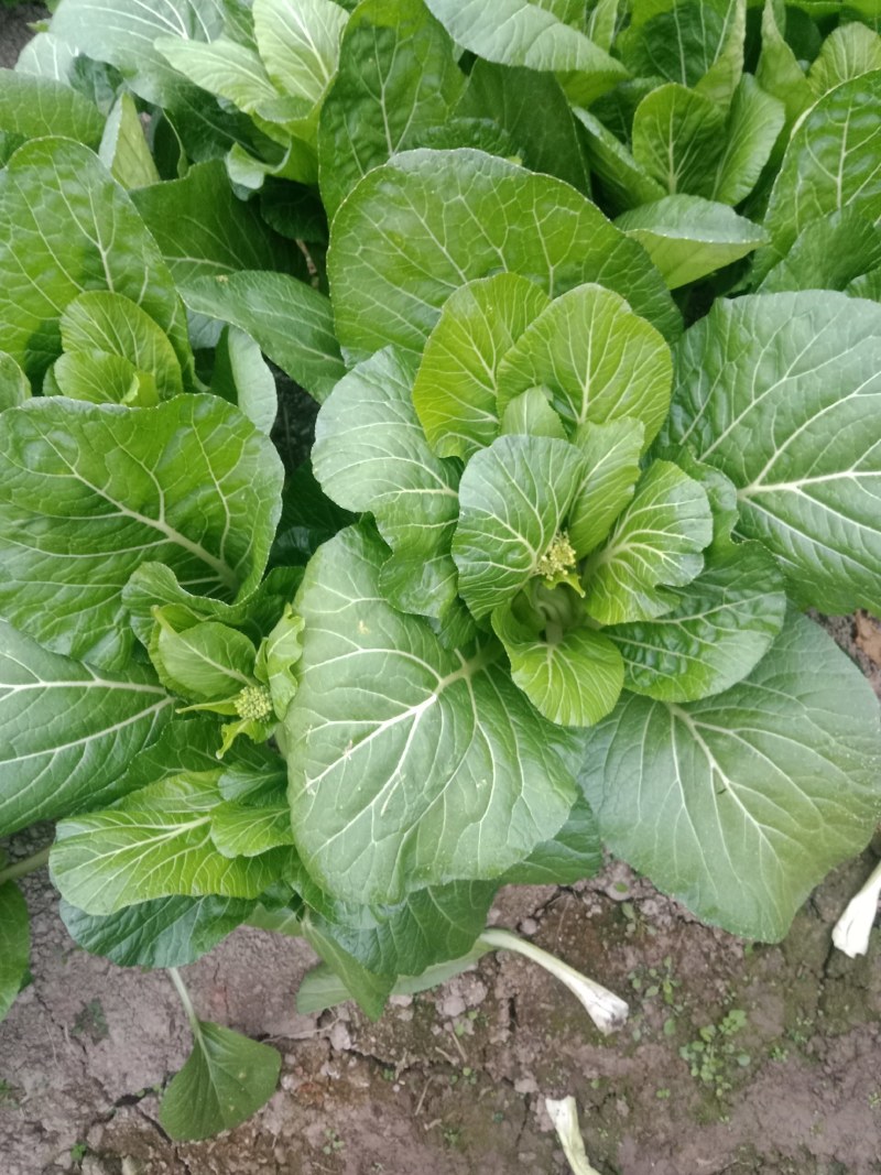 连州菜心