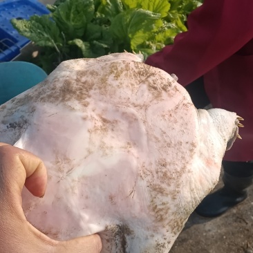 甲鱼