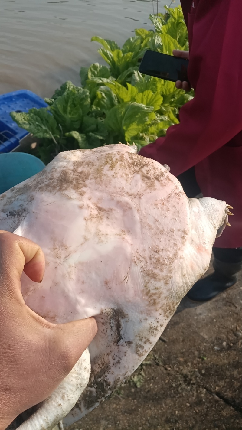 甲鱼