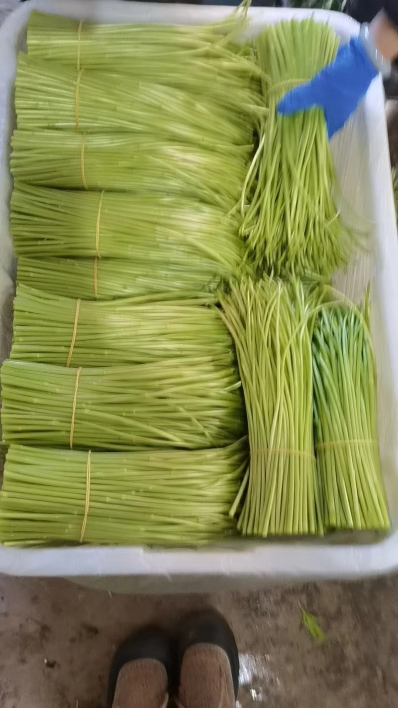 云南精品芦蒿现采现发欢迎采购