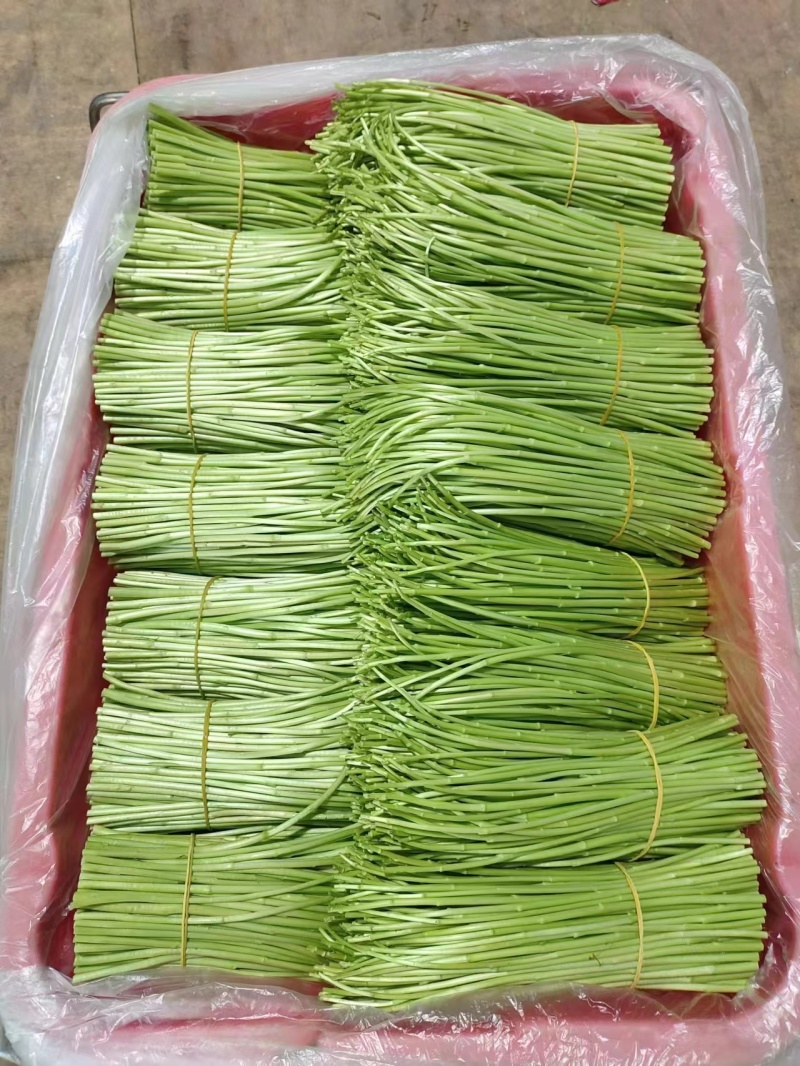 云南精品芦蒿现采现发欢迎采购